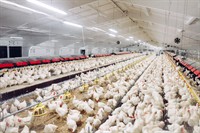 poultry processing plant for - 1