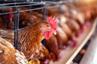 30-year-old chicken processing manufacturing - 1